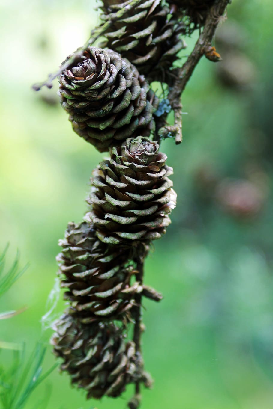 forest, nature, pine cone, pine cones, pines, tree, wild, wood HD wallpaper