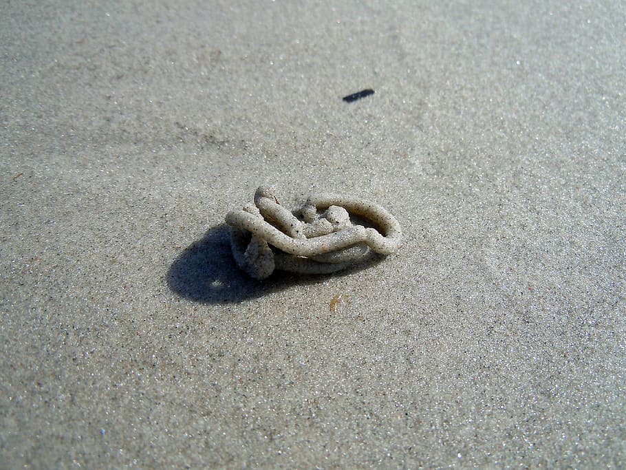 lugworm, beach, baltic sea, land, sand, high angle view, day