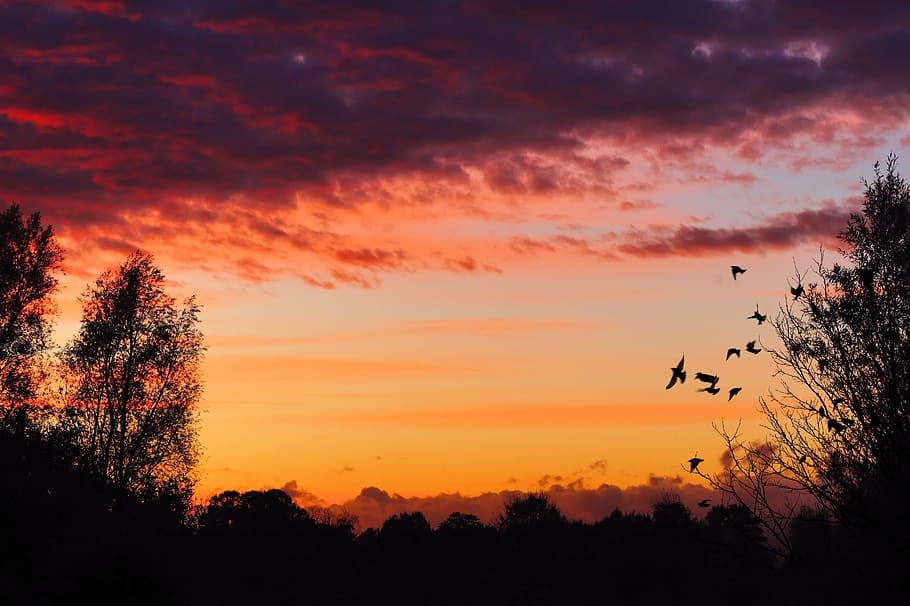 silhouette of birds flying near trees during golden hour, sunset