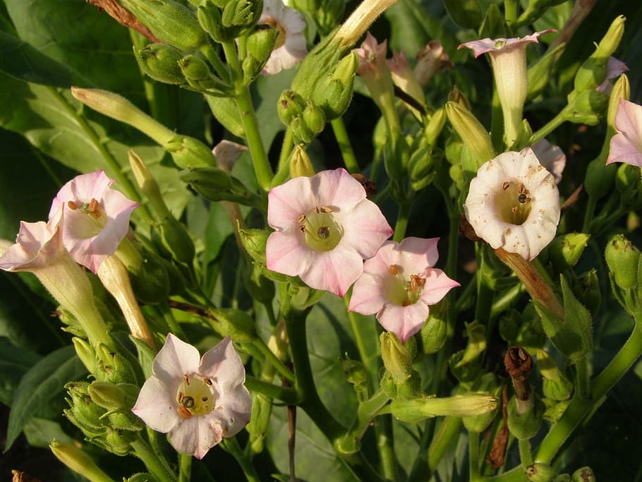 crops, full, blossom, bloom, flower, flowering plant, beauty in nature HD wallpaper