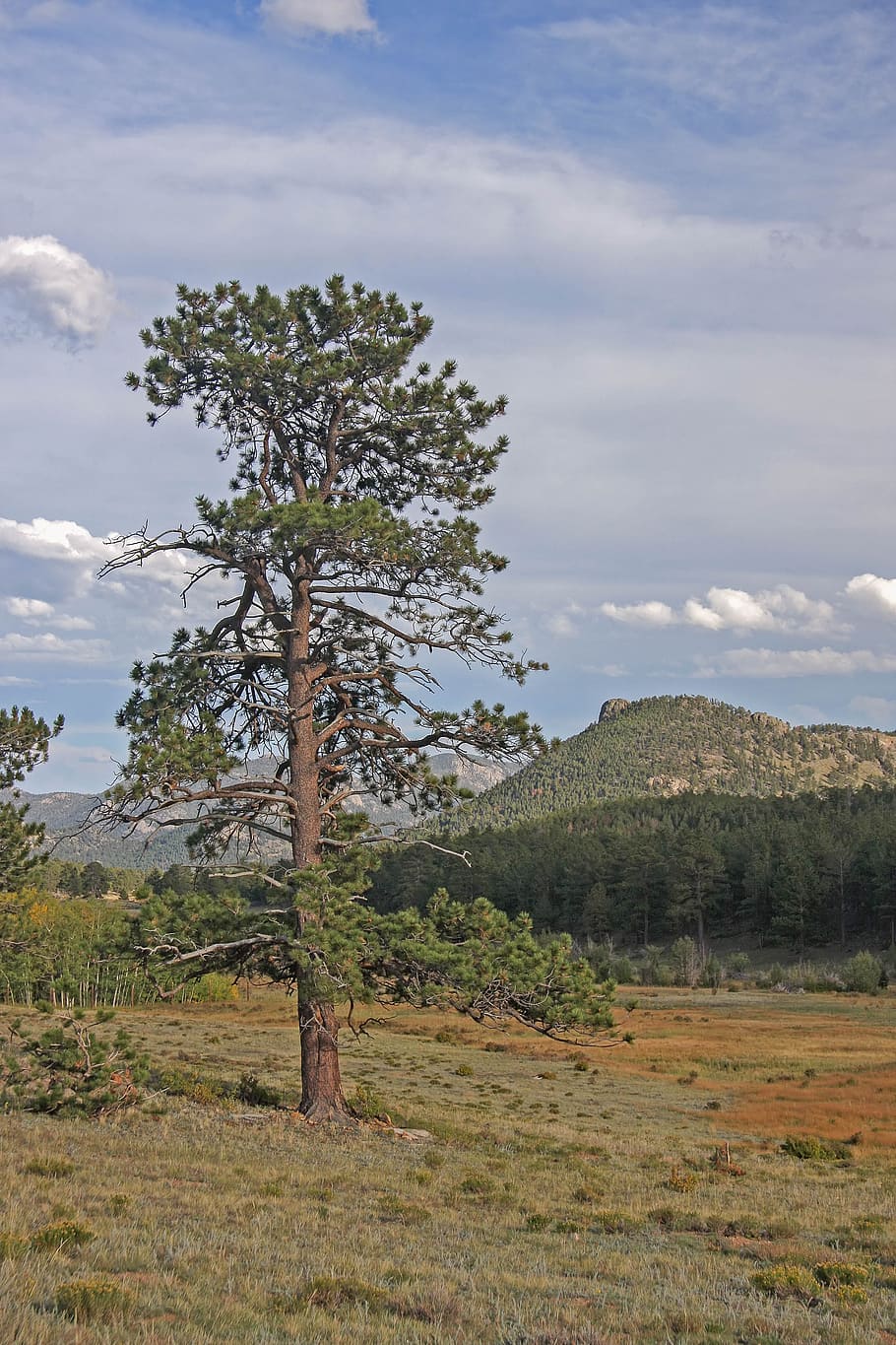 nature, tree, landscape, sky, wood, panorama, plant, scenic HD wallpaper