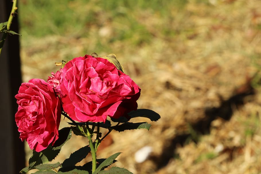 Jk, Vb, Re, flower, nature, petal, flower head, growth, beauty in nature HD wallpaper