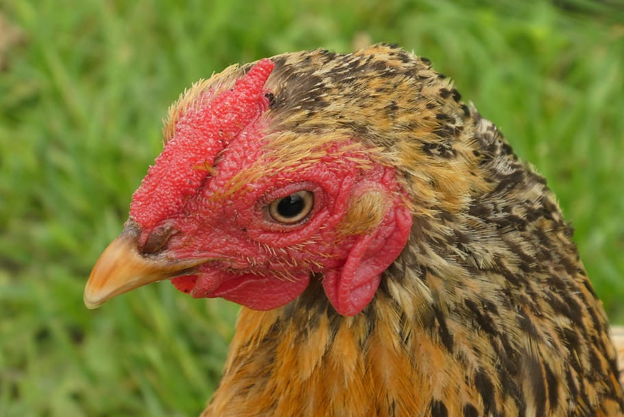 chicken, head, beak, feathers, outdoor, nature, eye, hoen, farm HD wallpaper