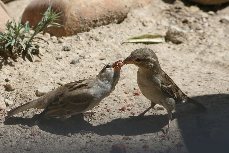 bird, nature, eat, animal themes, animal wildlife, vertebrate HD wallpaper