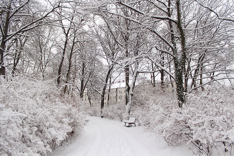 snow, cold, winter, wintry, ice, icicle, tree, snowdrift, landscape HD wallpaper