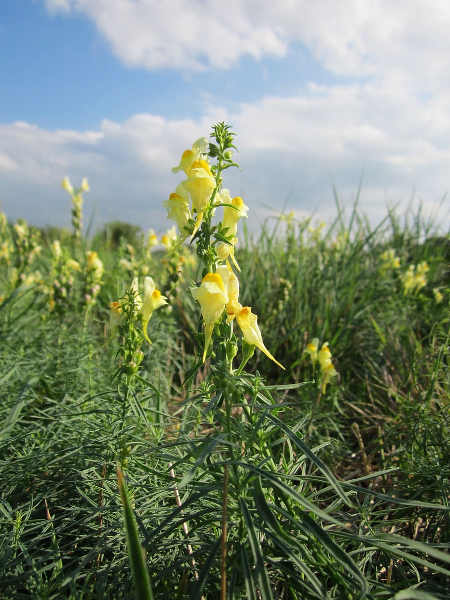 linaria vulgaris, common toadflax, yellow toadflax, butter-and-eggs, HD wallpaper