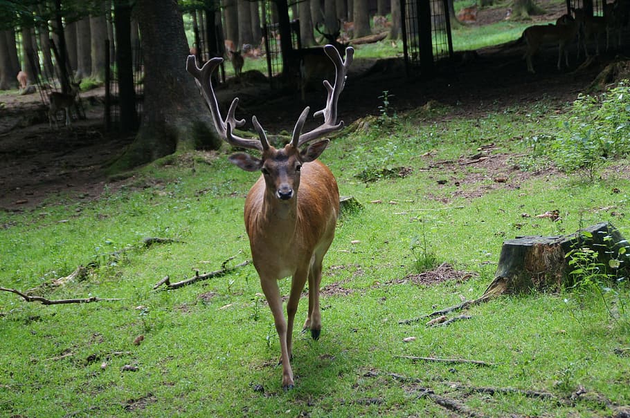 hirsch, antler, forest, confrontation, animal wildlife, animal themes HD wallpaper