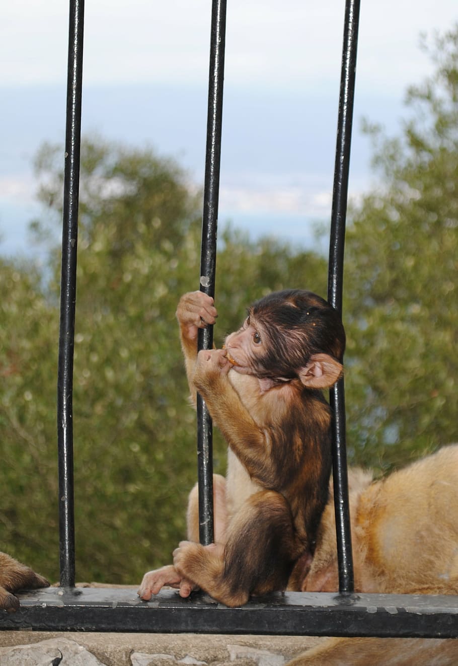 monkey, baby, gibraltar, spain, england, rock, united kingdom HD wallpaper