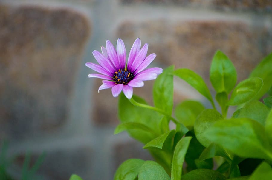flower, red, nature, flowering plant, freshness, vulnerability HD wallpaper
