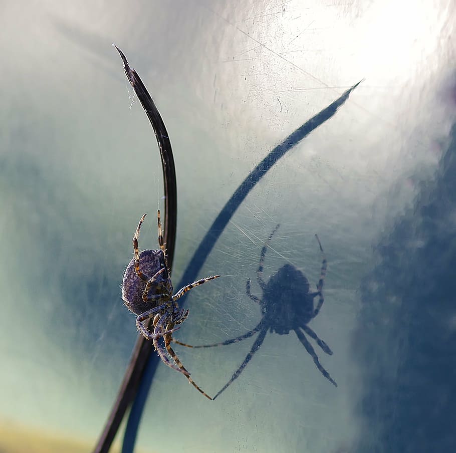 spider, a, reflection, invertebrate, animal, insect, animal themes HD wallpaper