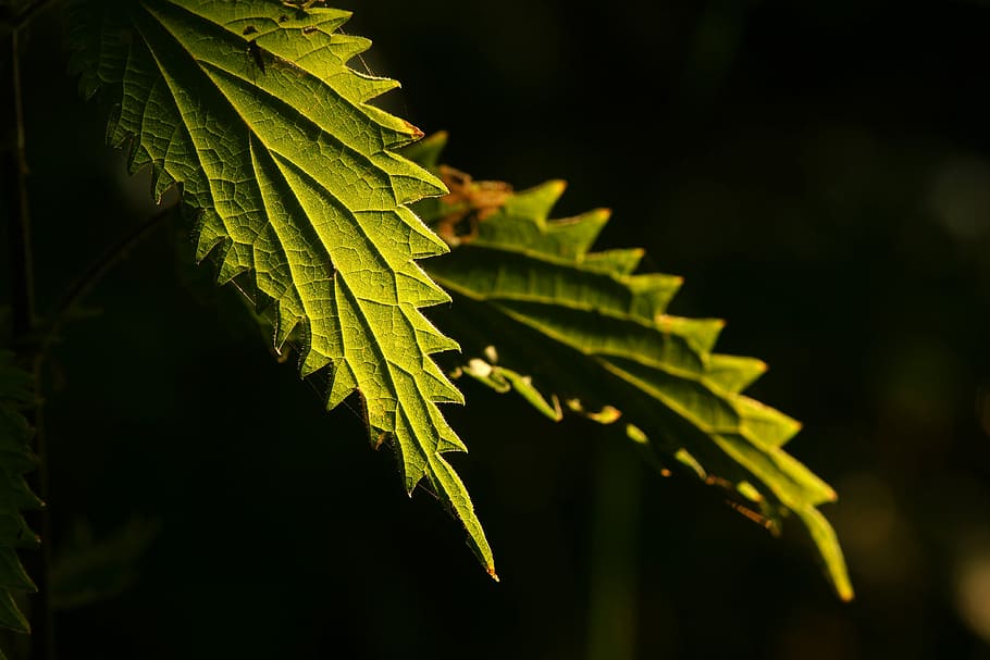 leaf, nettle, nature, flora, outdoors, growth, counter light HD wallpaper