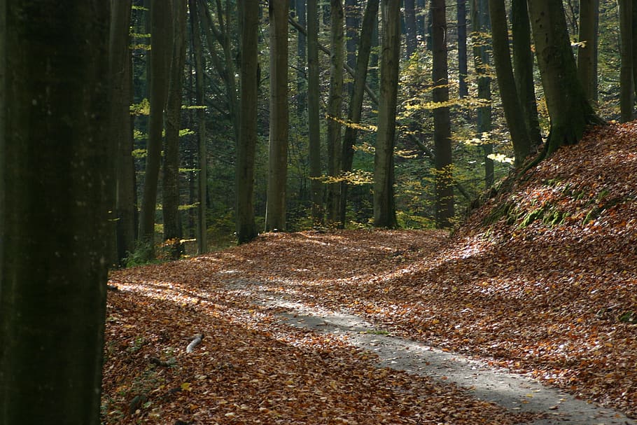 Autumn, Foliage, Brown, Tree, yellow leaves, autumn foliage HD wallpaper
