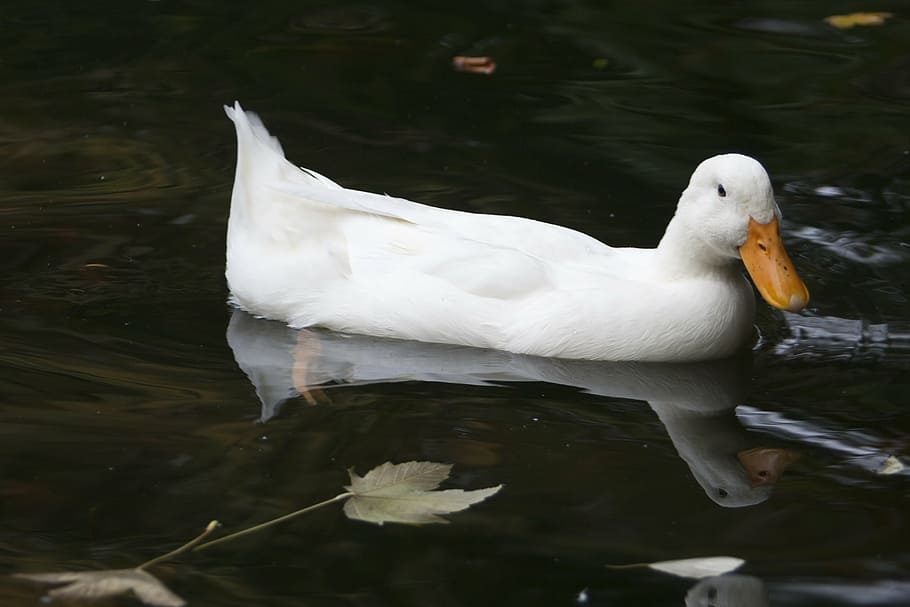 duck, white, pond, nature, water, animal themes, lake, animals in the wild HD wallpaper
