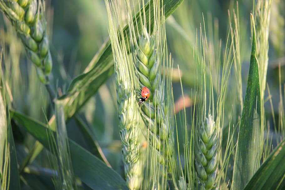 Wheat, Ladybug, Plant, Spring, Green, nature, one animal, animal themes HD wallpaper