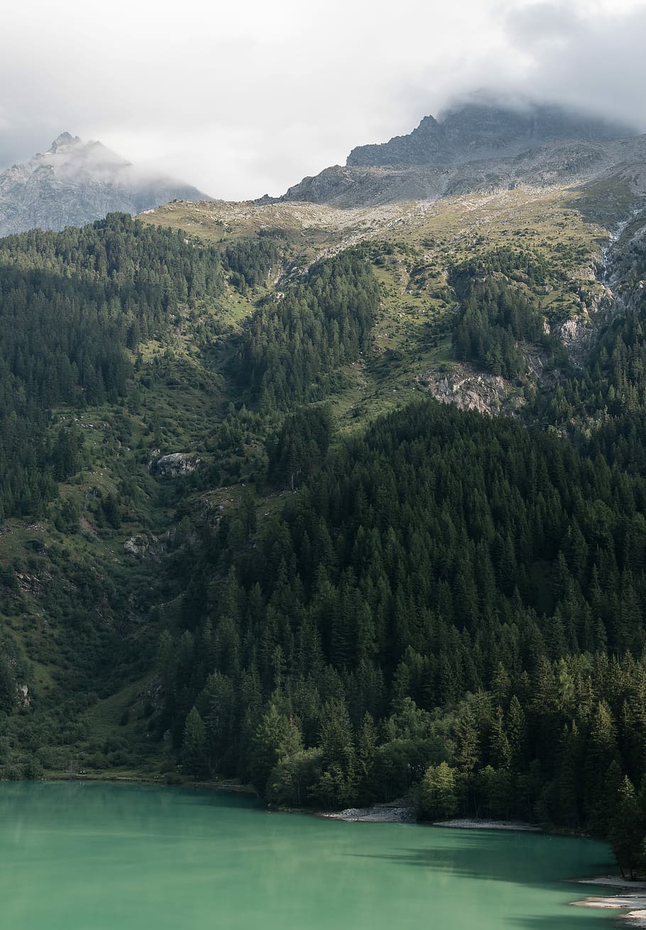 green trees and mountains near green body of water, pine trees and mountain HD wallpaper