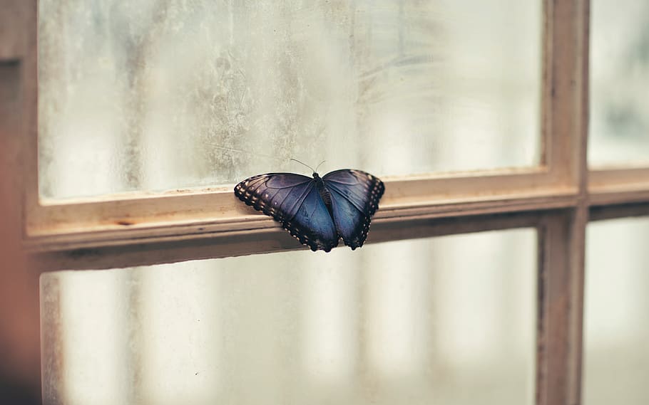 morpho butterfly perching on white wooden framed clear glass window HD wallpaper