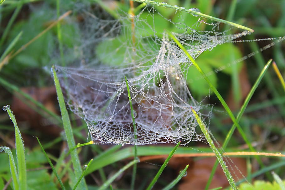 cobweb, rosa, morning, spider's web, drops, nature, autumn HD wallpaper