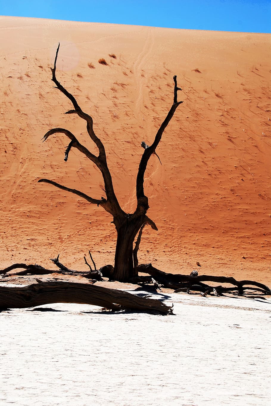 brown withered tree surrounded by gray sand, desert, namibia, HD wallpaper
