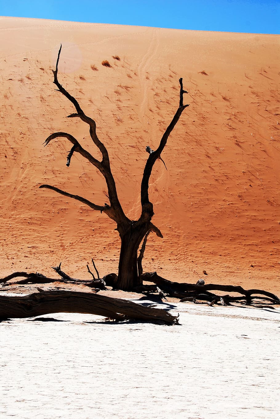 brown withered tree surrounded by gray sand, desert, namibia HD wallpaper
