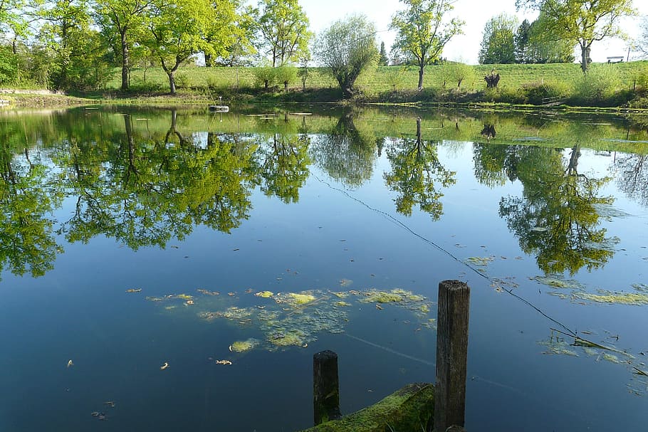 pond, water reflection, idyllic, mirroring, nature, lake, plant HD wallpaper