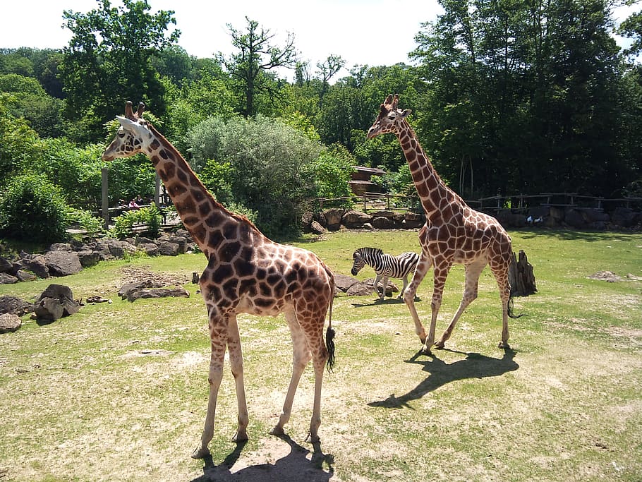 zoo, giraffe, animal, plant, group of animals, tree, animal wildlife HD wallpaper