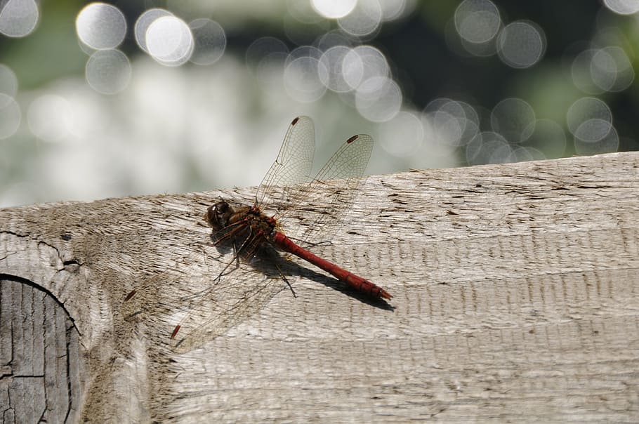 dragonfly, nature, insect, animal themes, focus on foreground HD wallpaper