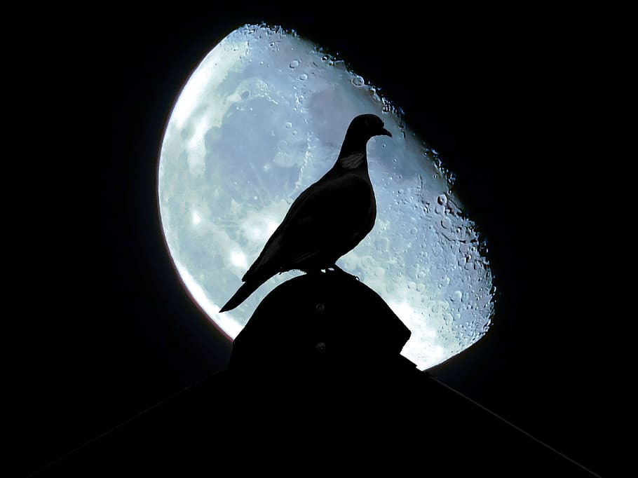 bird standing on a stone on night time, dove, moon, sky, night sky HD wallpaper