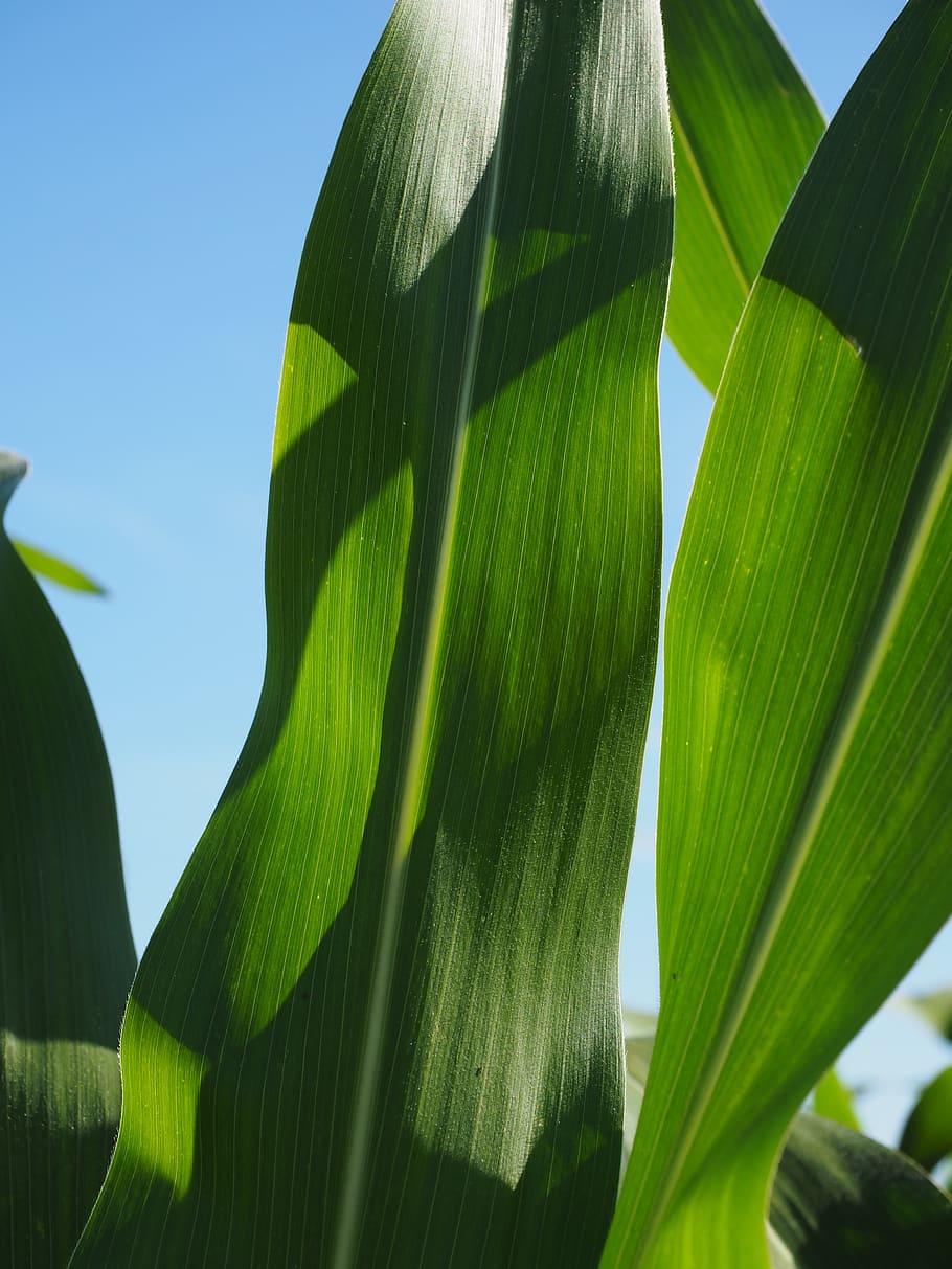 corn leaves, cornfield, green, agriculture, fodder maize, cereals