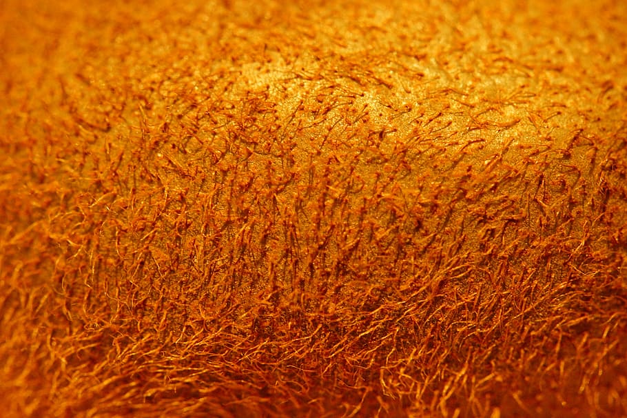 kiwi, shell, close, skin, borstig, furry, structure, background HD wallpaper