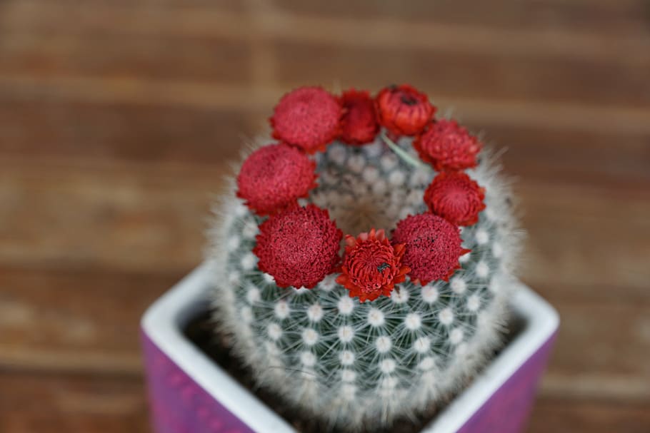 cactus, flourished, red, close-up, no people, focus on foreground HD wallpaper