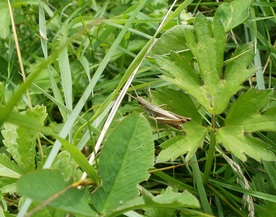 grass hopper, meadow, green, vegetation, plants, leaves, fresh HD wallpaper