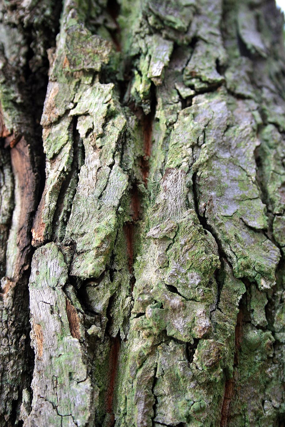 tree bark, trunk, textured, green tinge, japanese raisin, tree trunk HD wallpaper