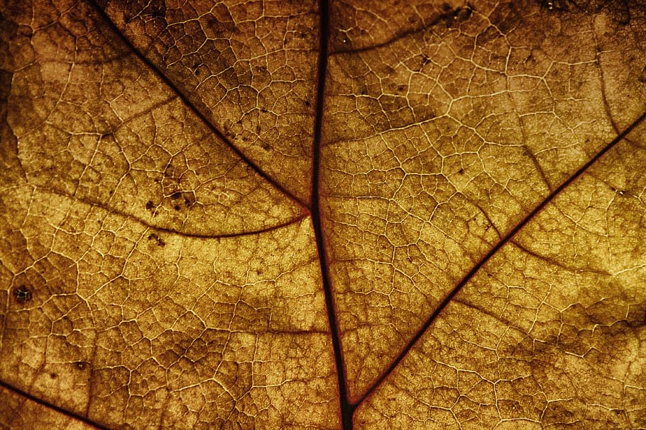 leaf, leaf veins, structure, pattern, texture, background, nature HD wallpaper
