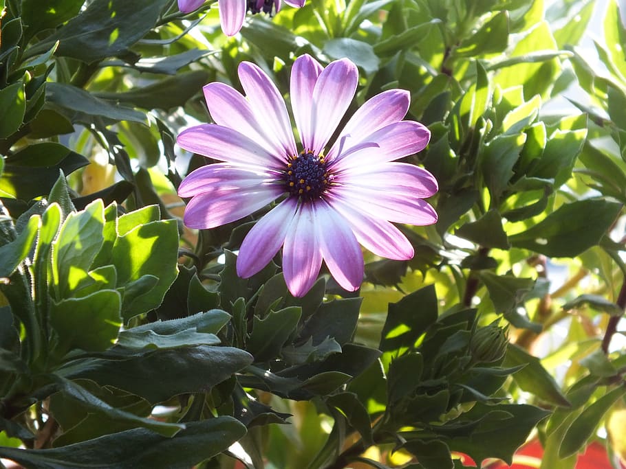 Flower, Summer, leaf, plant, nature, day, outdoors, flowering plant HD wallpaper