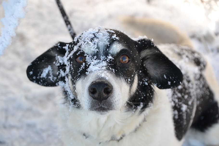 Dog, Winter, Snow, animal, pets, mammal, canine, purebred Dog HD wallpaper