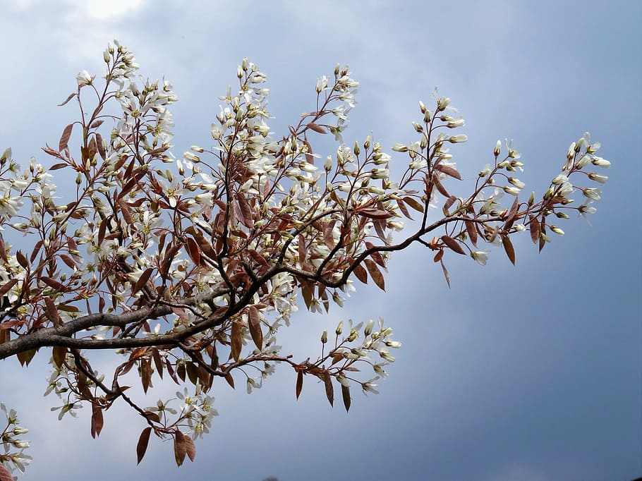 branch, flowers, sky, plant, tree, beauty in nature, growth HD wallpaper