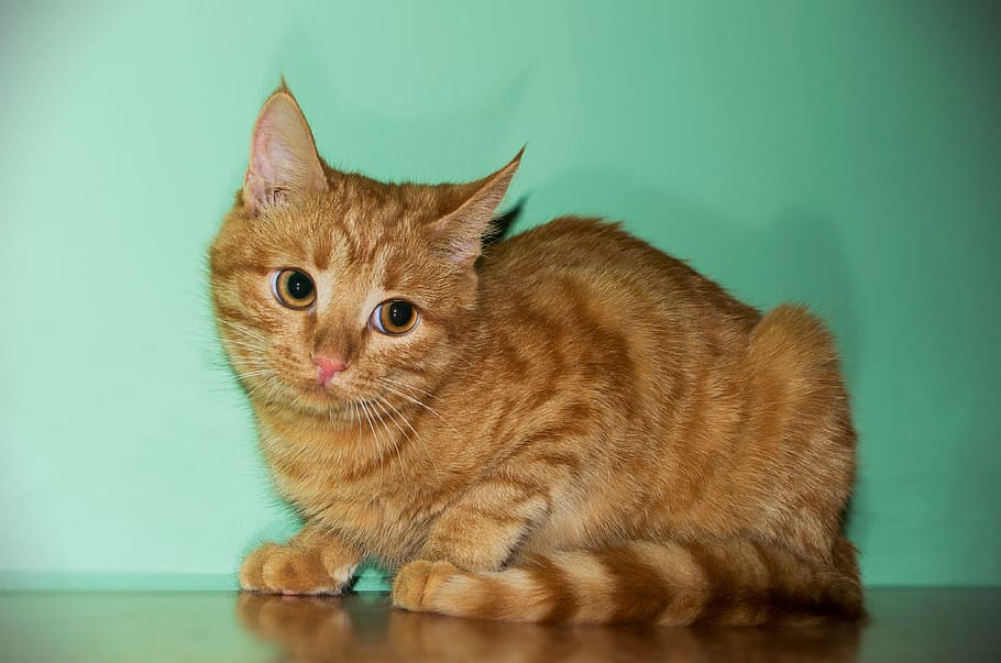 orange tabby cat beside teal wall, redhead, pet, pets, domestic HD wallpaper