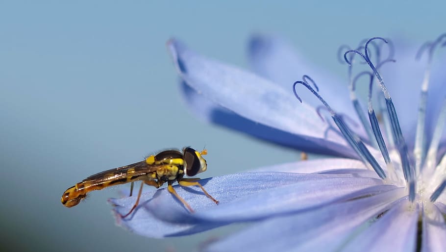insect, nature, live, animal themes, one animal, no people HD wallpaper