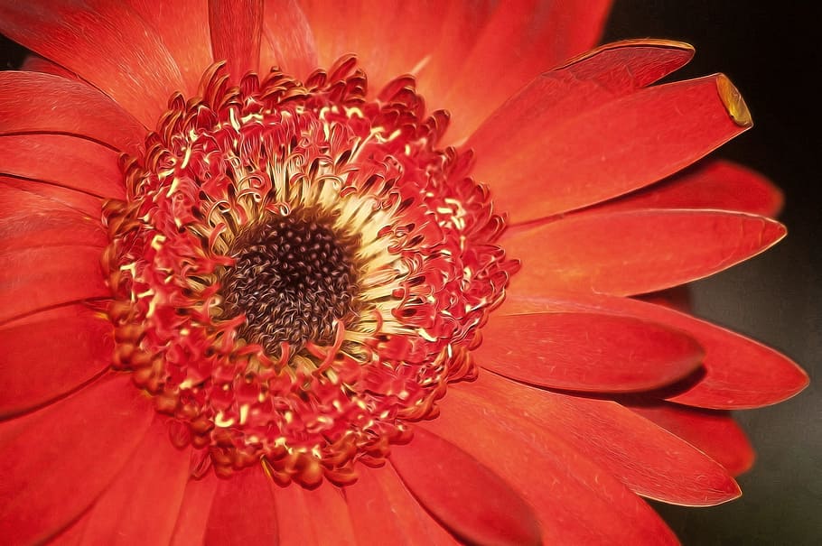 flower, red, petals, gerbera, crown, red flower, nature, red petals HD wallpaper