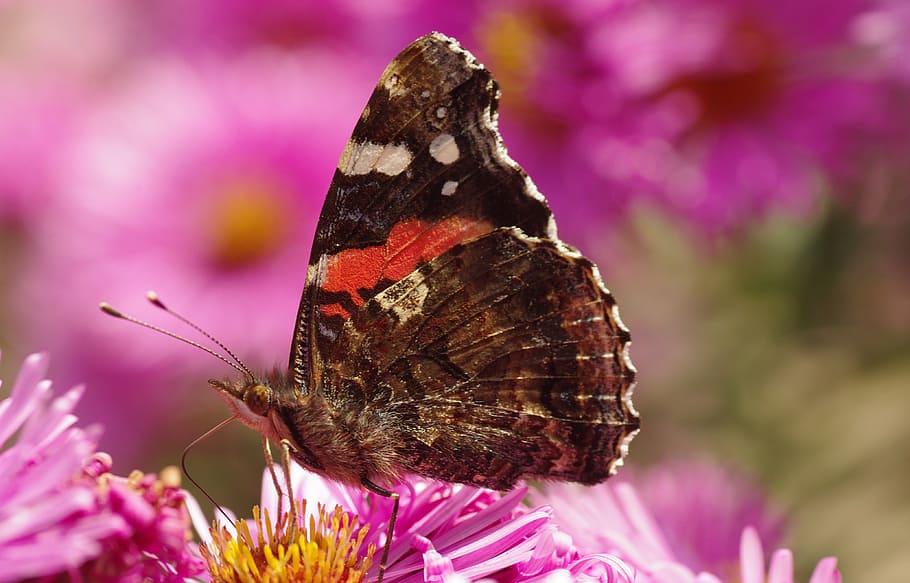 butterfly, blossom, bloom, spring, close, macro, pink, flower HD wallpaper