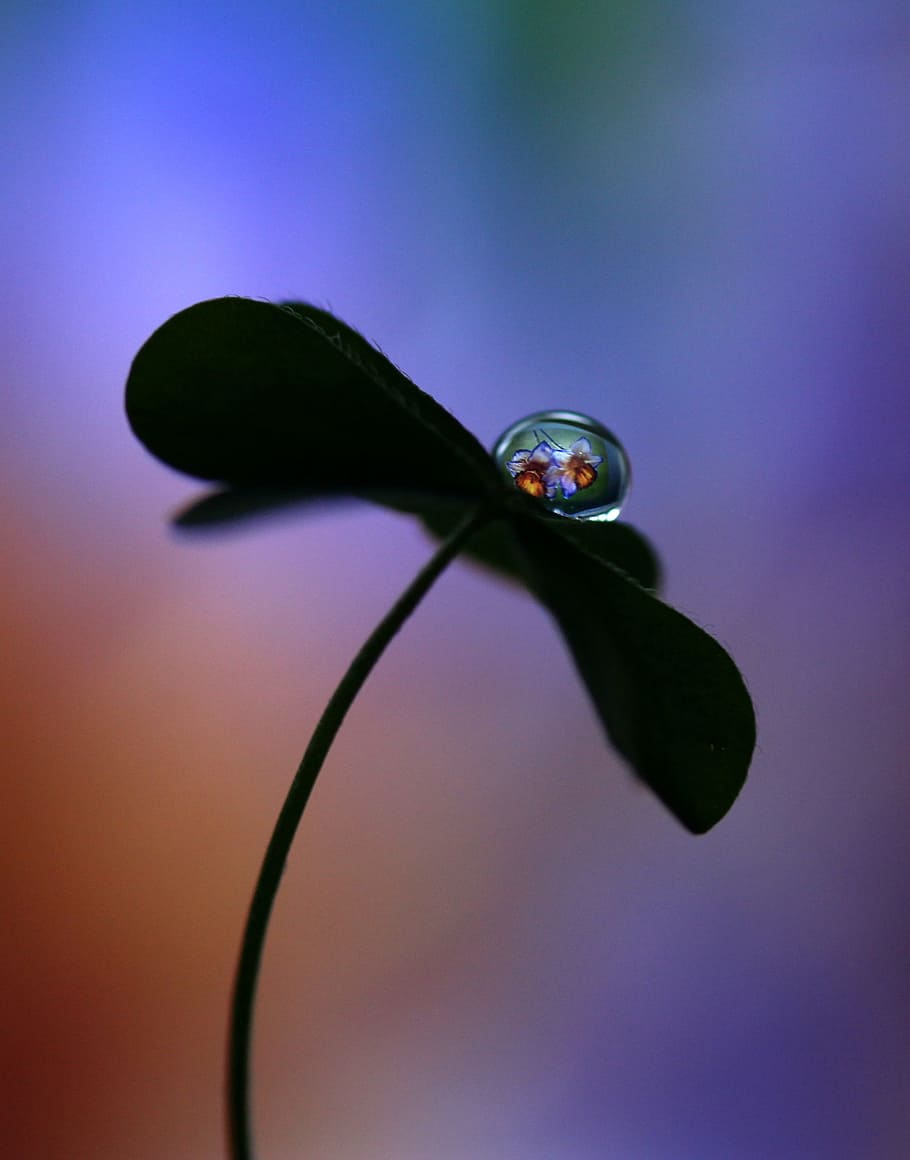 drop, macro, clover, reflection, animal, animal themes, close-up HD wallpaper