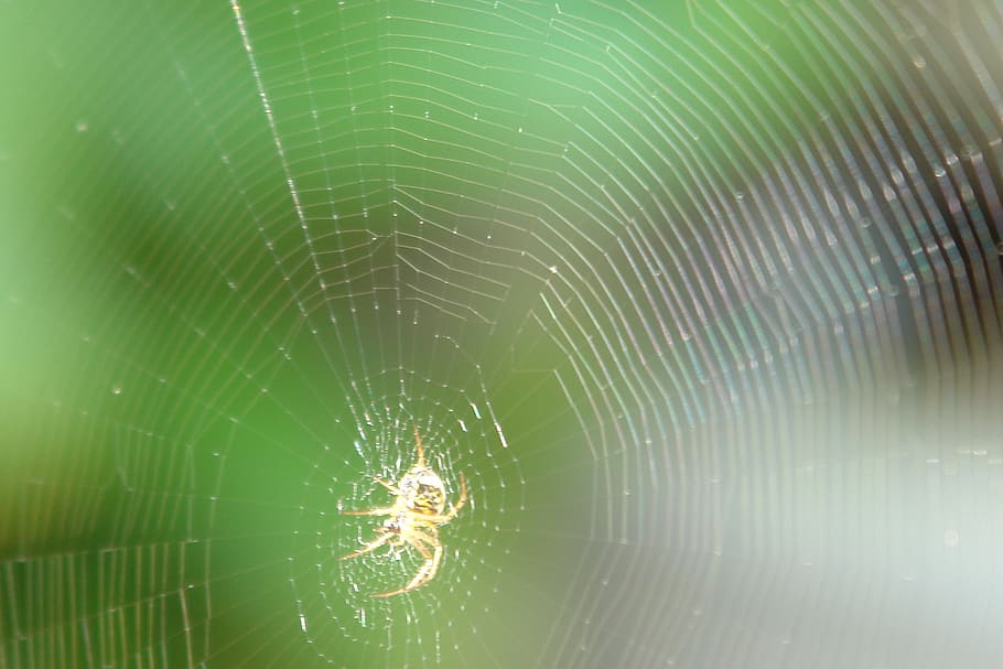 cobweb, spider, network, weave, isekt, case, spider web, animal themes HD wallpaper