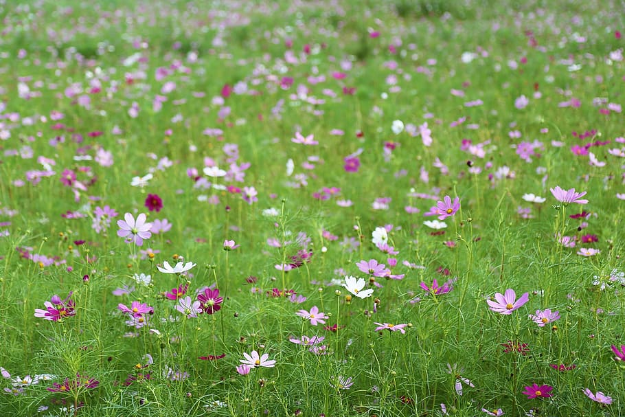 field of pink and white petaled flowers, cosmos, autumn, nature