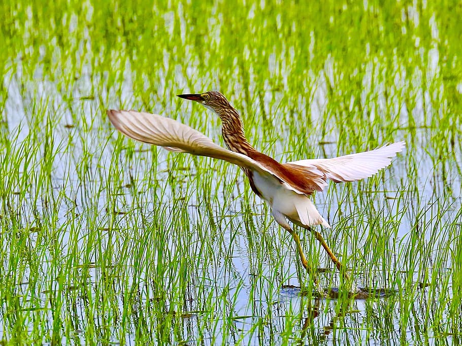 egret, bird, wings, flying, rice field, animal, nature, beak HD wallpaper