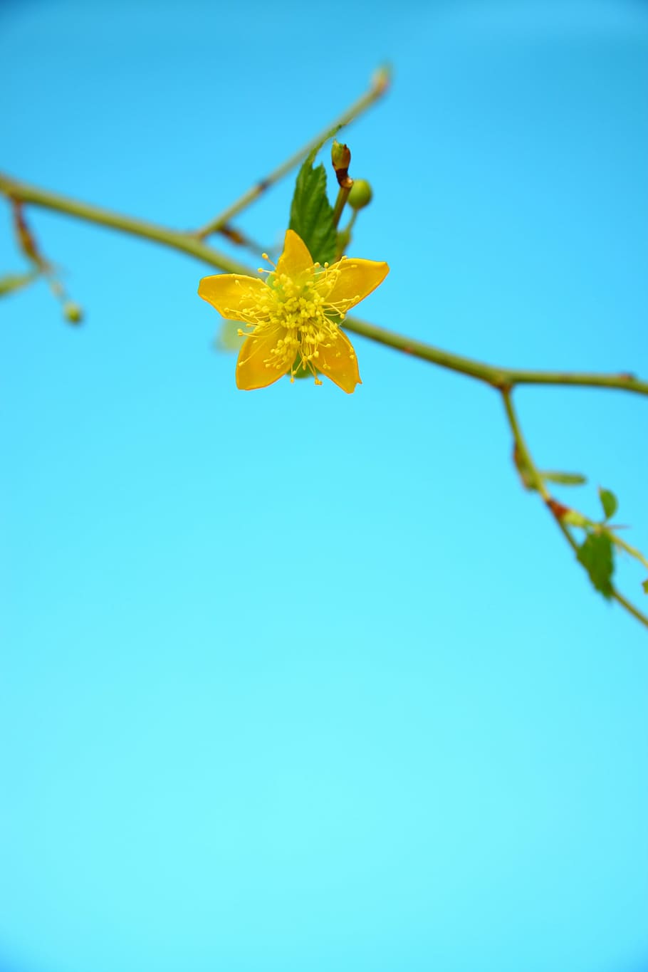 yellow, blue, flowers, spring, nature, yellow flower, plant HD wallpaper