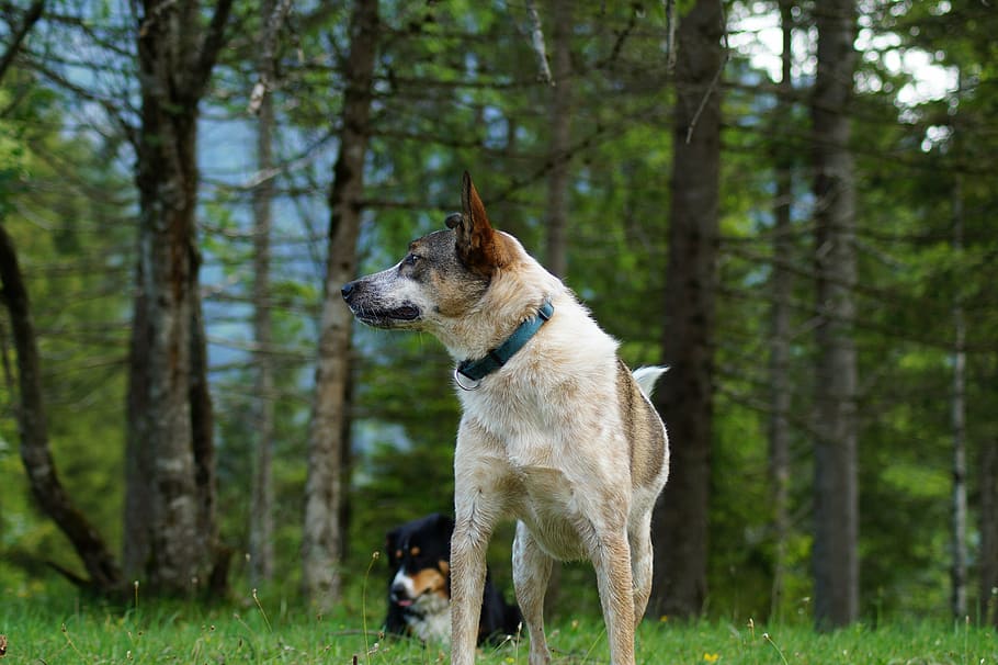dog, forest, animal, forest path, tree, fur, meadow, canine HD wallpaper