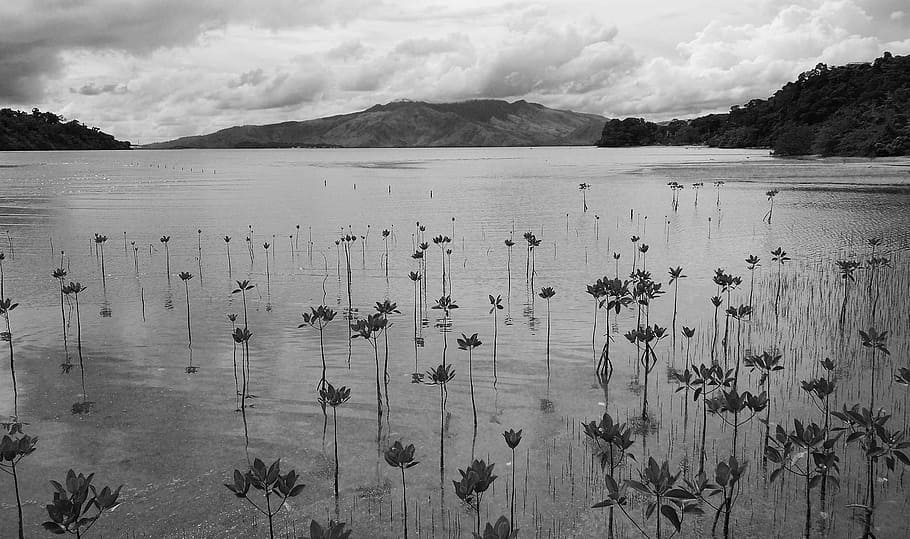 Philippines, Subic, Mangrove, Landscape, tropical, water, lake HD wallpaper