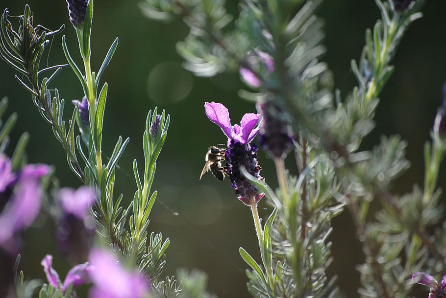bee, lavender, flower, purple, nature, garden, green, field HD wallpaper