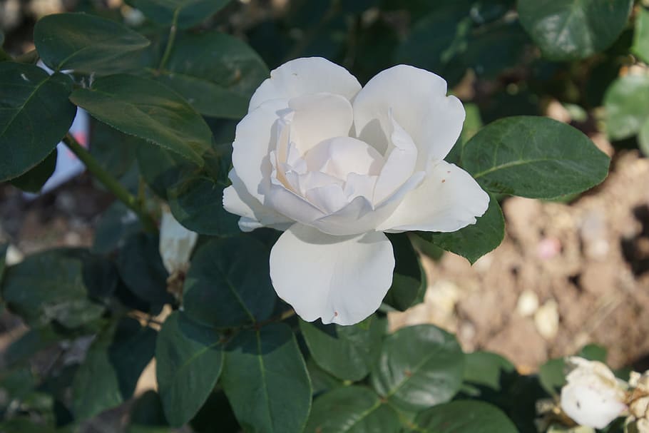 Blossom, Bloom, Close, Bianca, rose, rosaceae, red, purple HD wallpaper