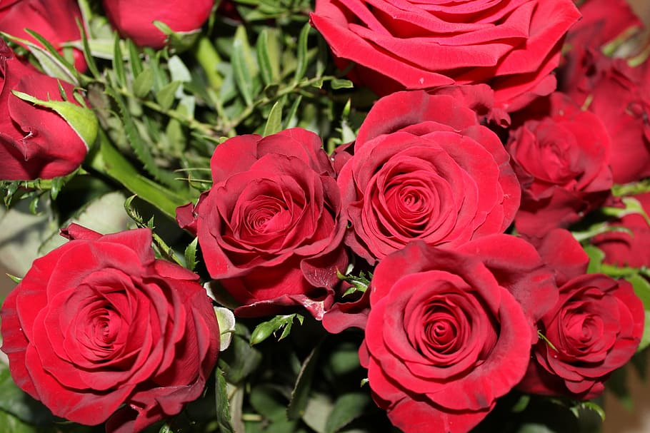 HD wallpaper: Red Roses, Plant, Bouquet, flower, rose - flower, petal ...